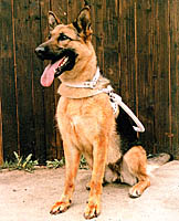 Foto: Blindenf&uuml;hrhund (BBSB)